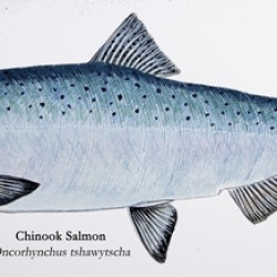 Chinook Salmon Painting