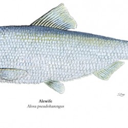 Alewife Painting