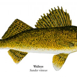 Sturge Lake Walleye Painting
