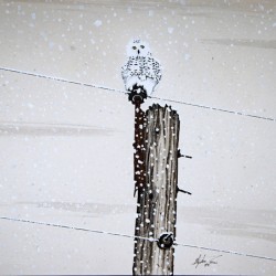 Snowy Owl Painting