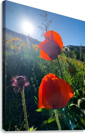 Poppies Canvas Print