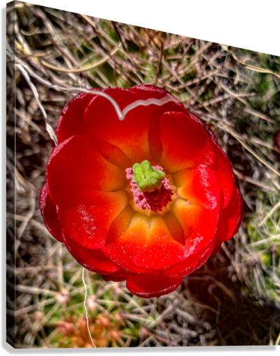 Prickly Bloom Canvas Print