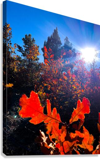 Oaks Durango Canvas Print