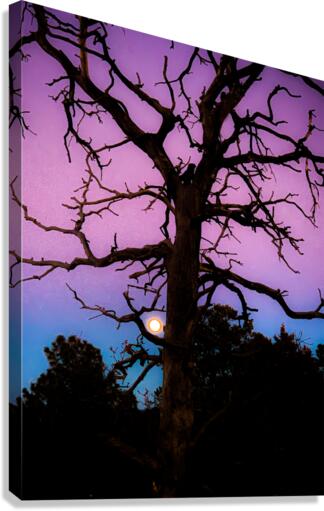 Tree Hugging Moon Canvas Print