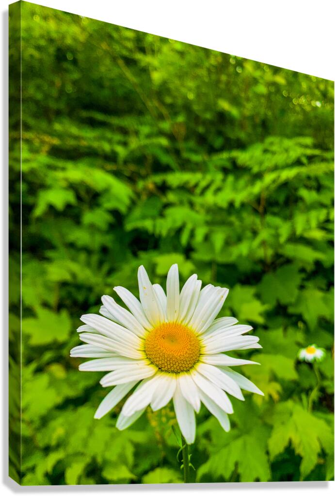 Oregon Daisy Canvas Print