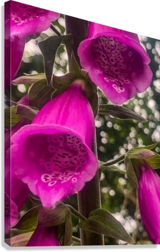 Fox Glove Canvas Print