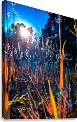 Grasses Canvas Print