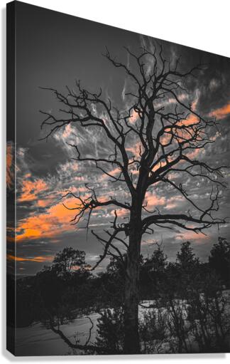 Winter Canvas Print