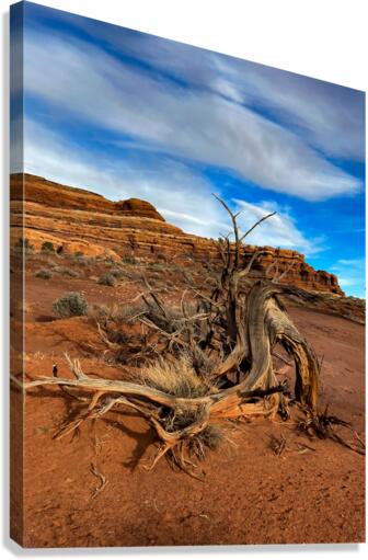 Twisted Canvas Print
