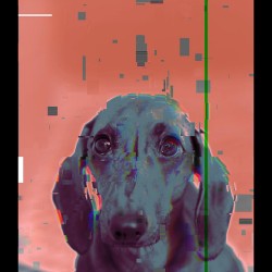 DACHSHUND UNIQUE ABSTRACT ART