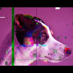 JACK RUSSELL UNIQUE ABSTRACT ART