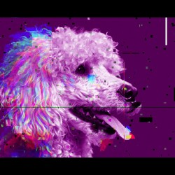 POODLE UNIQUE ABSTRACT ART