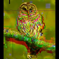 Owl Pixelated EXCLUSIVE Art