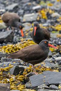 Oyster Catchers 