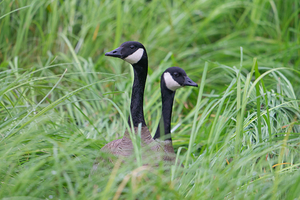 On the Lookout 