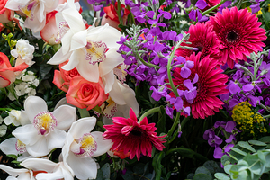 Oh  So Full of Color  