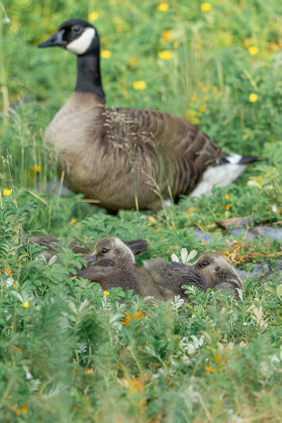 The Curious Gosling by Gregular Images