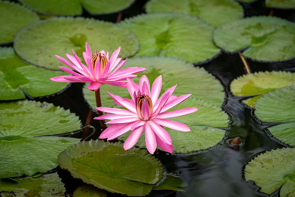 Pink Lilies  by Gregular Images