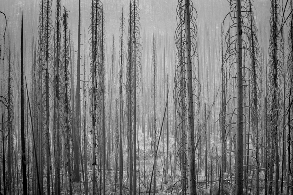 After the Fire Print