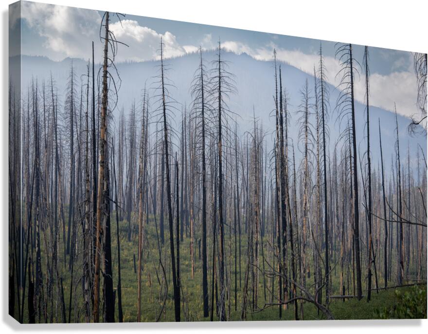 Regrowth  Canvas Print