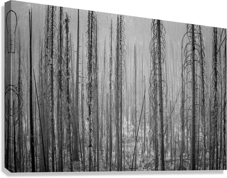 After the Fire Canvas Print