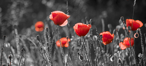 Artistic image of red poppies in field.
