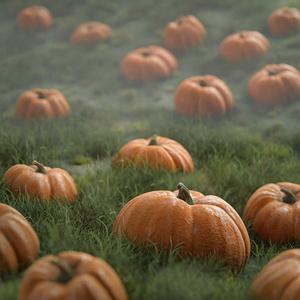 Pumpkin field in autumn season. 