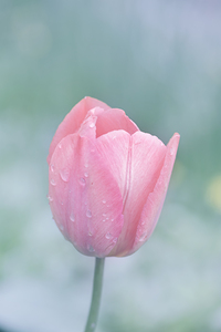 Pink tulip flower with dewdrops on pastel background.