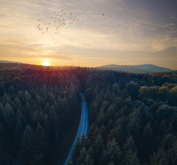 Beautiful sunset above dark fir forest from above. by Jelena Jovanovic Fine Art