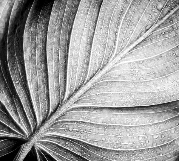 Abstract botanical pattern of tropical calathea leaf Print