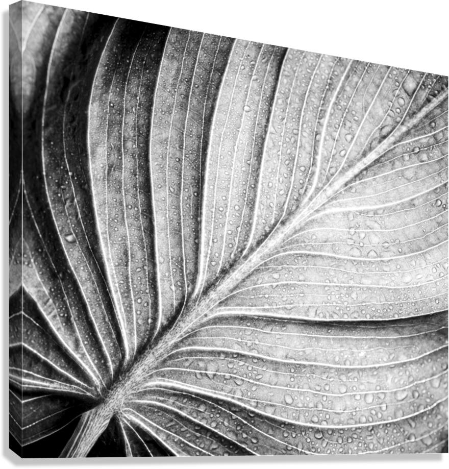Abstract botanical pattern of tropical calathea leaf Canvas Print