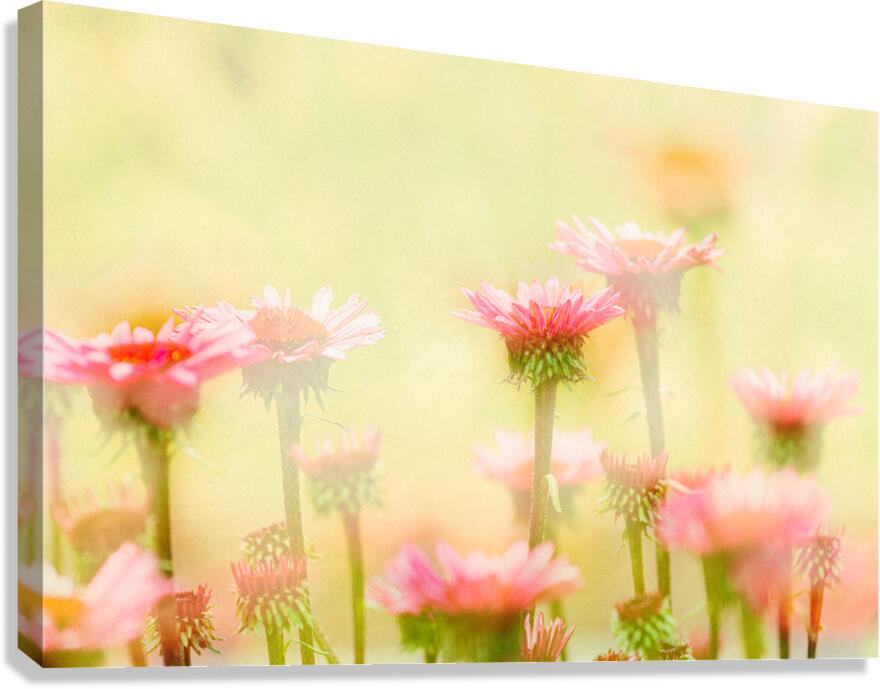 Echinacea Canvas Print