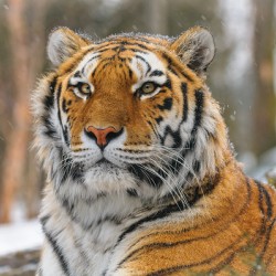 Tigre de lamur