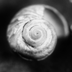 Coquille 1