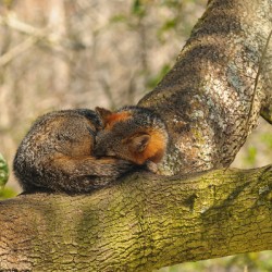 La sieste du renard