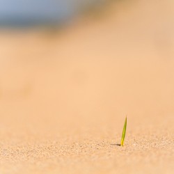 Resilience dans les dunes