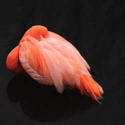 Flamant rose