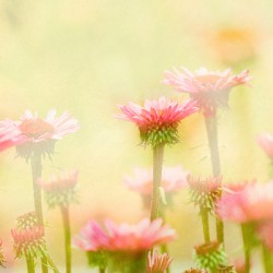 Echinacea
