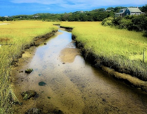 Marsh