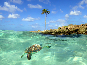 Turtle Bay 