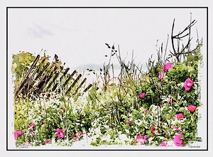 Beach Flowers 