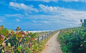 Beach Path II