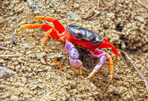 Orange Crab