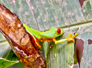 Green Frog