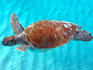 Sea Turtle 3