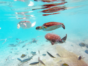 Sea Turtle 4