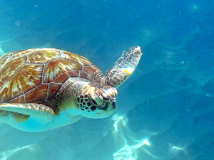 Sea Turtle 2