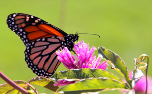 Monarch