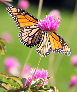Monarch II