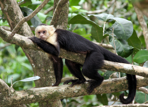 Monkey   White faced Capuchin